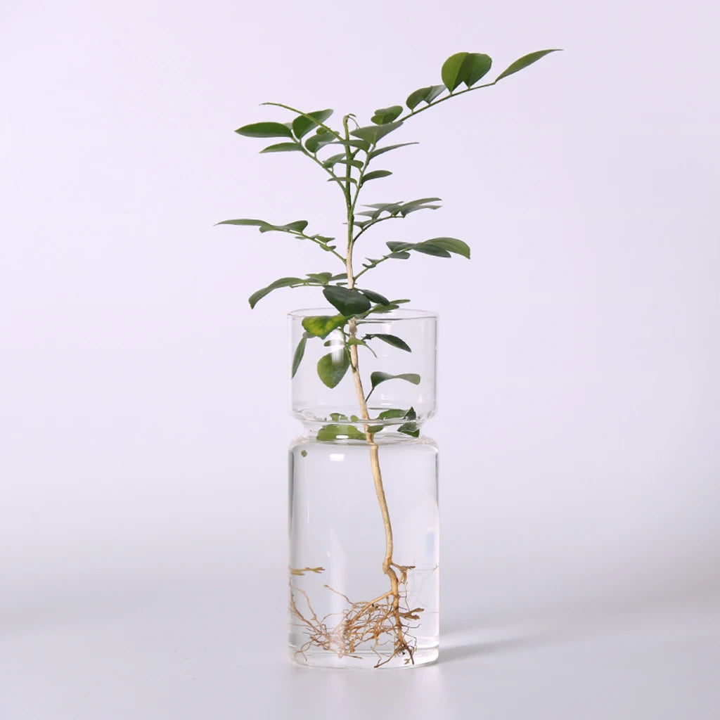 DIY Micro Landscape Clear Hyacinth Glass Vase Flower Planter Pot Bottle Terrarium Container Flower Vase for Home Office Decor