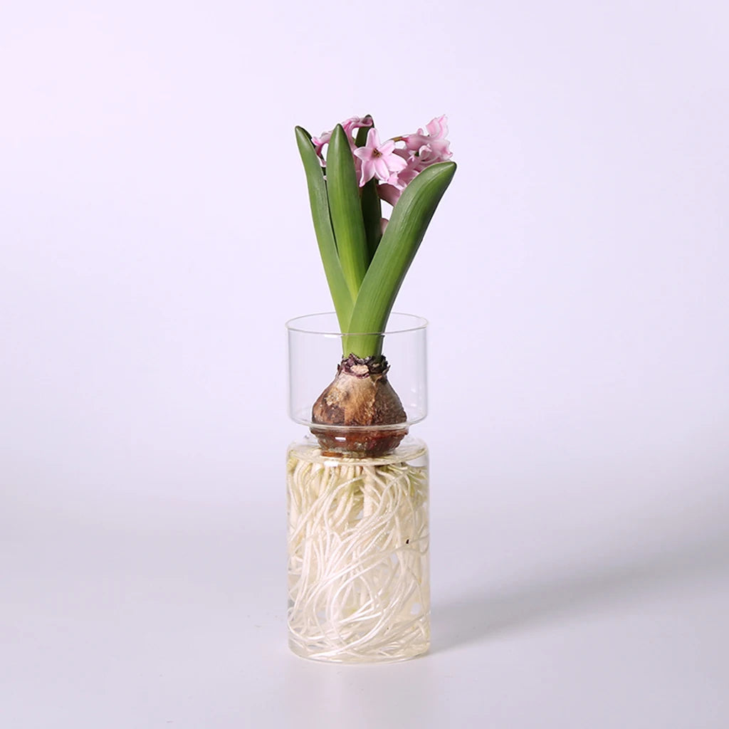 DIY Micro Landscape Clear Hyacinth Glass Vase Flower Planter Pot Bottle Terrarium Container Flower Vase for Home Office Decor